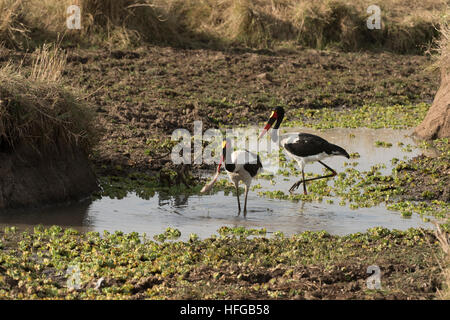 Sattel-in Rechnung gestellt-Storch Barbe Fischfang im Teich Stockfoto