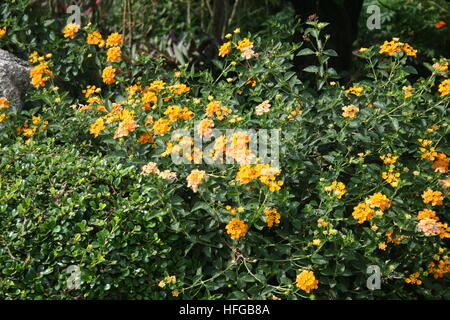 Üppige Blumen leuchtende Farben der Lantana Camara (Pha Ka Krong) mit Sonnenlicht genommen in Thailand im Garten Stockfoto