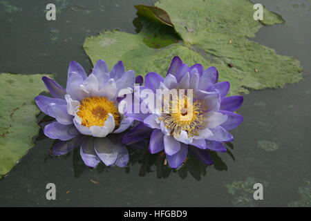 Lila Lotus Staubblättern gelber Hintergrund mit grünen Blätter im Teich Stockfoto