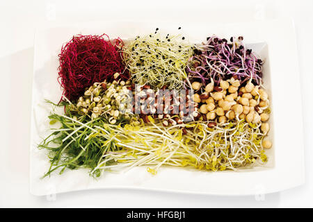 Gemischte Sprossen: Bohne, grüne Peez, Knoblauch, rote Beete, mungobohne Bean und Rettich-Sprossen Stockfoto