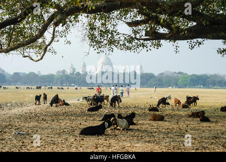 Kolkata (Calcutta, Kalkutta): Ziegenherde in den Central Park Maidan vor dem Victoria Memorial, West-Bengalen, Westbengalen, Indien Stockfoto