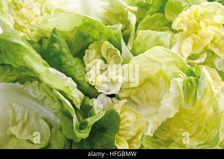 Kopfsalat, Bild-Füllung Stockfoto