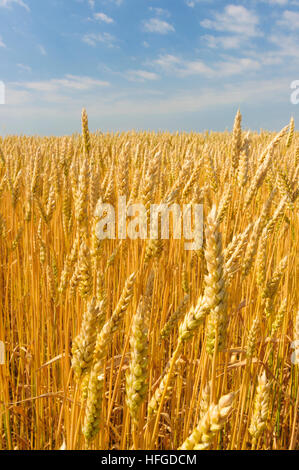 : Weizenfeld, Niederösterreich, Niederösterreich, Österreich Stockfoto