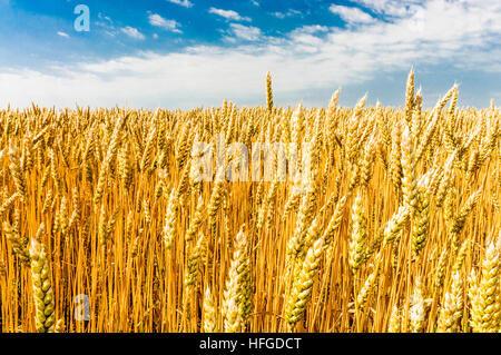 : Weizenfeld, Niederösterreich, Niederösterreich, Österreich Stockfoto