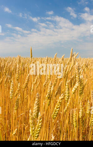 : Weizenfeld, Niederösterreich, Niederösterreich, Österreich Stockfoto