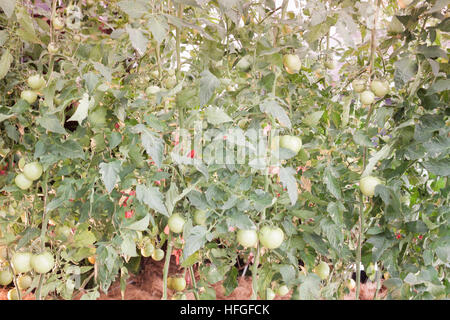 Reife frische Tomaten wachsen auf der Rebe, stock Foto Stockfoto
