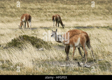 Junge Guanako beißt seine Mutter, Krankenschwester, Torres del Paine NP, Patagonien, Chile wollen Stockfoto