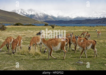 Guanakos grasen auf einer Wiese in der Nähe von Laguna Azul, Torres del Paine NP, Patagonien, Chile Stockfoto