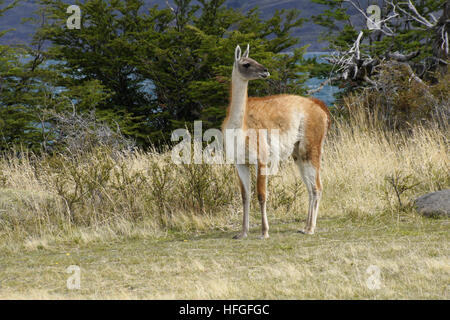 Guanako in der Nähe von Laguna Azul, Torres del Paine NP, Patagonien, Chile Stockfoto