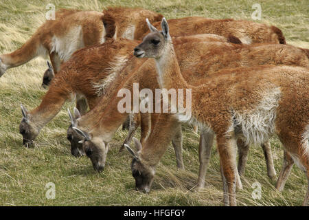 Guanakos Beweidung im Torres del Paine NP, Patagonien, Chile Stockfoto