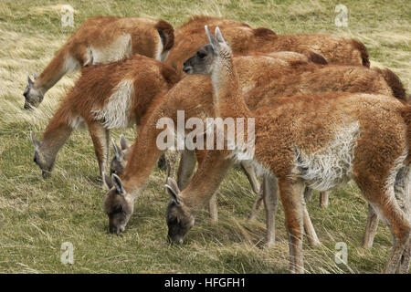 Guanakos Beweidung im Torres del Paine NP, Patagonien, Chile Stockfoto