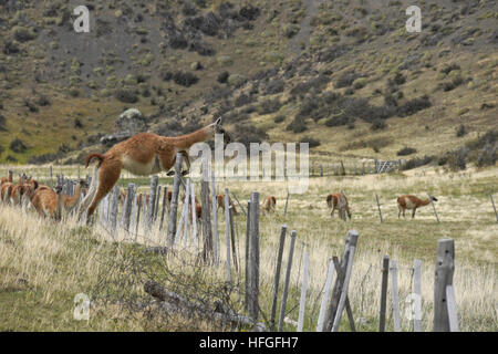 Guanako springen Zaun, Torres del Paine NP, Patagonien, Chile Stockfoto