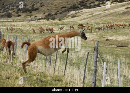 Guanako springen Zaun, Torres del Paine NP, Patagonien, Chile Stockfoto