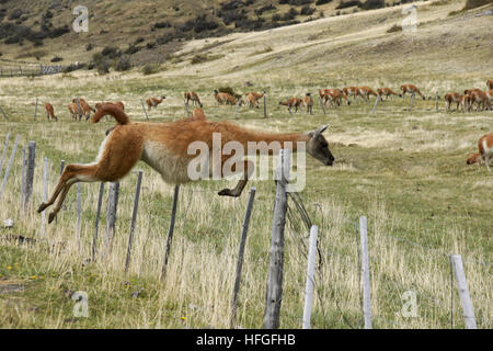 Guanako springen Zaun, Torres del Paine NP, Patagonien, Chile Stockfoto