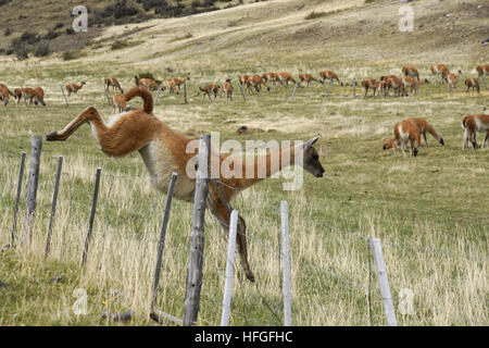 Guanako springen Zaun, Torres del Paine NP, Patagonien, Chile Stockfoto