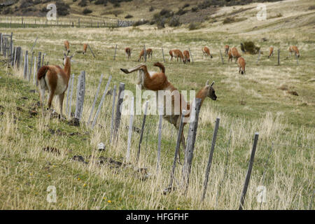 Guanako springen Zaun, Torres del Paine NP, Patagonien, Chile Stockfoto