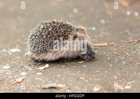 juveniler Igel Essen Vogelfutter zeigt Zähne Stockfoto