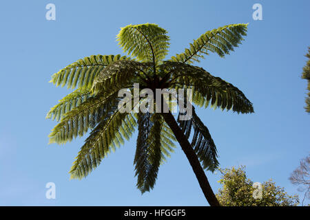 Beeindruckende Baumfarne wachsen im Abel Tasman National Park auf der Piste zum tiefblauen Buchten von New Zealand Golden Bay. Stockfoto