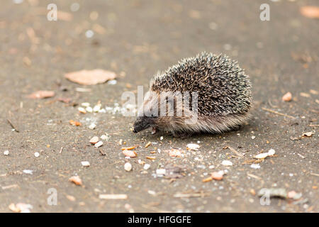 juveniler Igel Essen Vogelfutter zeigt Zähne Stockfoto