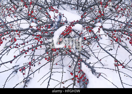 roten Vogelbeeren eingefroren durch den Schnee - Weihnachten-Pflanzen Stockfoto