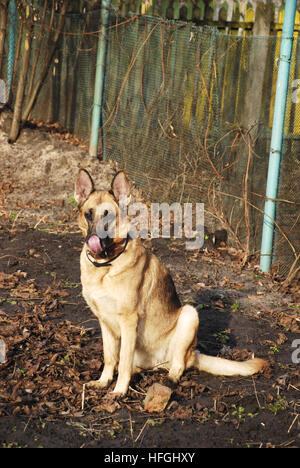 der Schäferhund sitzend mit einer Zunge Stockfoto