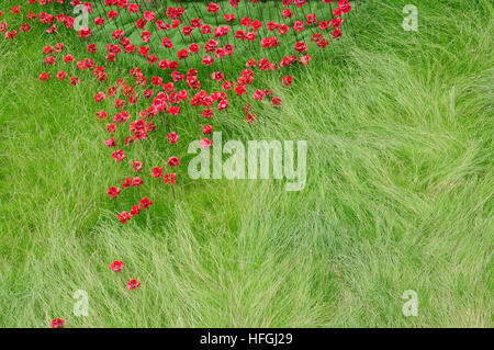 Bestandteil der Mohn Wave-Installation im Lincoln Castle. Designer Tom Piper, Künstler Paul Cummins. Stockfoto