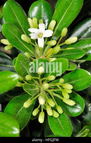 Japanische Cheesewood (Pittosporum Toriba). Turo del Putget Park, Barcelona, Katalonien, Spanien Stockfoto