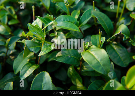 Frischer grüner Teeblätter Stockfoto