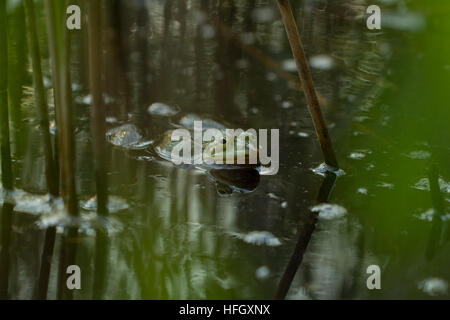 Grüner Frosch im Teich, Rana Esculenta, essbare Frosch sitzt im Wasser zwischen braune und grüne Strohhalme. Stockfoto