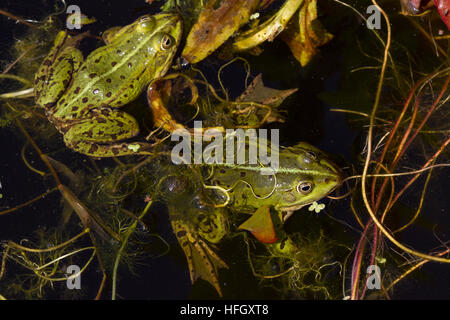 Grüner Frosch im Teich, Rana Esculenta, essbare Frosch sitzt im Wasser zwischen braune und grüne Strohhalme. Stockfoto