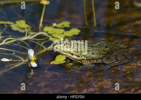 Grüner Frosch im Teich, Rana Esculenta, essbare Frosch sitzt im Wasser zwischen braune und grüne Strohhalme. Stockfoto