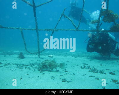 Künstliches Riff in Koh Tao. Stockfoto