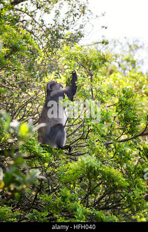 Samango Affen fressen Blätter in der Region Lowveld von Mpumalanga Provinz, Südafrika. Stockfoto