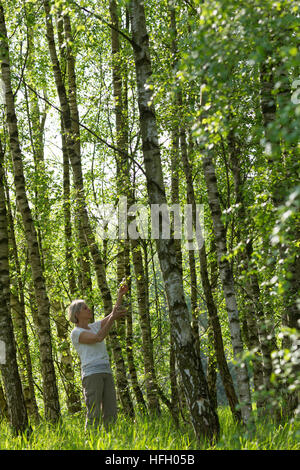 Birkenblätter-Ernte, Frau Erntet Blätter von Birke, Birkenblatternte, Birkenblatternte, Birke, Hänge-Birke, Sand-Birke, Hängebirke, Betula Pendel, Eu Stockfoto