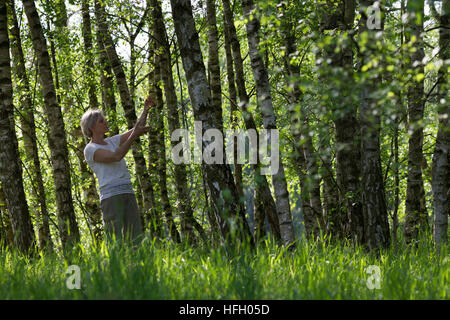 Birkenblätter-Ernte, Frau Erntet Blätter von Birke, Birkenblatternte, Birkenblatternte, Birke, Hänge-Birke, Sand-Birke, Hängebirke, Betula Pendel, Eu Stockfoto