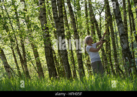 Birkenblätter-Ernte, Frau Erntet Blätter von Birke, Birkenblatternte, Birkenblatternte, Birke, Hänge-Birke, Sand-Birke, Hängebirke, Betula Pendel, Eu Stockfoto