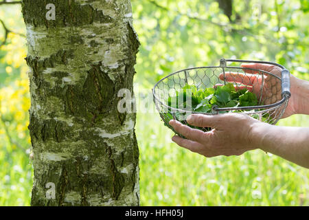 Birkenblätter-Ernte, Frau Erntet Blätter von Birke, Birkenblatternte, Birkenblatternte, Birke, Hänge-Birke, Sand-Birke, Hängebirke, Betula Pendel, Eu Stockfoto