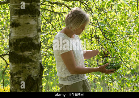 Birkenblätter-Ernte, Frau Erntet Blätter von Birke, Birkenblatternte, Birkenblatternte, Birke, Hänge-Birke, Sand-Birke, Hängebirke, Betula Pendel, Eu Stockfoto