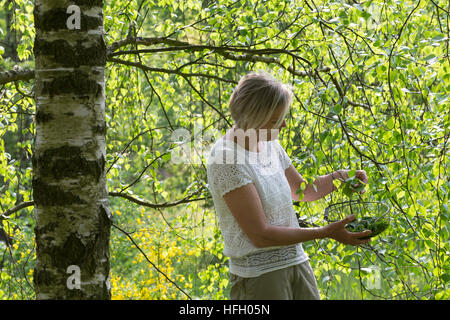 Birkenblätter-Ernte, Frau Erntet Blätter von Birke, Birkenblatternte, Birkenblatternte, Birke, Hänge-Birke, Sand-Birke, Hängebirke, Betula Pendel, Eu Stockfoto