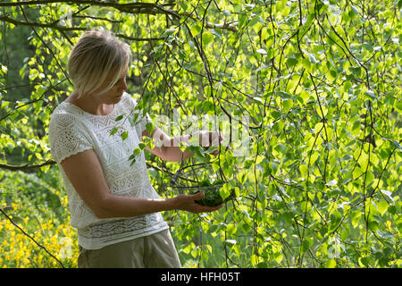 Birkenblätter-Ernte, Frau Erntet Blätter von Birke, Birkenblatternte, Birkenblatternte, Birke, Hänge-Birke, Sand-Birke, Hängebirke, Betula Pendel, Eu Stockfoto