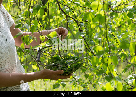 Birkenblätter-Ernte, Frau Erntet Blätter von Birke, Birkenblatternte, Birkenblatternte, Birke, Hänge-Birke, Sand-Birke, Hängebirke, Betula Pendel, Eu Stockfoto