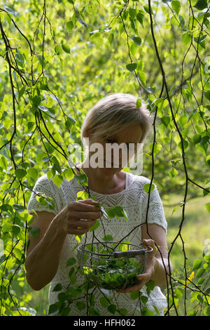 Birkenblätter-Ernte, Frau Erntet Blätter von Birke, Birkenblatternte, Birkenblatternte, Birke, Hänge-Birke, Sand-Birke, Hängebirke, Betula Pendel, Eu Stockfoto