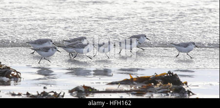 Küste, County Down, Nordirland, Großbritannien. 30. Dezember 2016. Eine Gruppe von sanderlings auf einem Strand. Auf dem März - Wind und Flut Diese sanderlings nicht von Fütterung vermeiden. David Hunter/Alamy Leben Nachrichten. Stockfoto