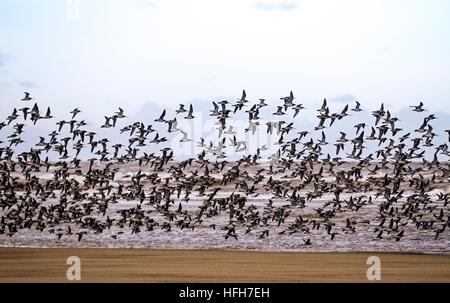 Seevögel in Southport, Merseyside, UK Wetter. Januar 2017. Kalte Nordwinde wehen in wehenden Scharen von wandernden Sanderlingen, Knot und Dunlin. Sanderlinge brüten in der hocharktischen Tundra und wandern nach Süden, wenn die Temperaturen fallen, um zu einem der häufigsten Vögel entlang der Strände zu werden. Es ist nur um die Küste herum zu finden, wo es große Sandstrände gibt, die relativ ungestört sind, wobei der Nordwesten mehrere geeignete Standorte hat. Stockfoto