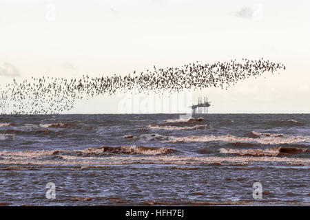 Southport, Merseyside, England Wetter. 1. Januar 2017.  Kalte Nordwinde wehen in wheeling Schwärme von Zugvögeln Sanderlinge, Knoten und Alpenstrandläufer. Sanderlinge brüten in der arktischen Tundra und Süden bei Temperaturen sinkenden zu einer der häufigsten Vögel entlang der Strände zu migrieren. ist noch ein weiterer Wathose, die Großbritannien vor allem im Winter besucht. Es wird nur entlang der Küste gefunden wo es gibt große Sandstrände, die mit der Nord-West mit mehreren geeigneten Standorten relativ ungestört ist. Bildnachweis: MediaWorldImages/Alamy Live-Nachrichten Stockfoto