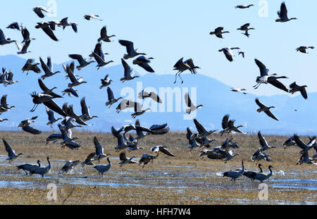 Bijie. 1. Januar 2017. Schwarzhalskraniche und Bar-Kopf Gänse sind bei Caohai nationale Naturreservat im Südwesten Chinas Provinz Guizhou, 1. Januar 2017 sehen. © Yang Wenbin/Xinhua/Alamy Live-Nachrichten Stockfoto