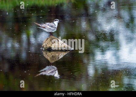 Weissbart Seeschwalbe in Arugam Bay Lagune, Sri Lanka; Specie Chlidonias Hybrida Familie Laridae Stockfoto