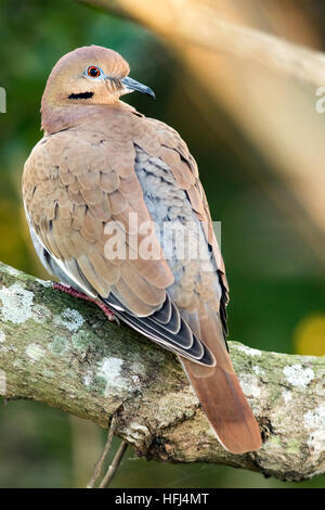 Weiß – Winged Taube (Zenaida Asiatica) - Green Cay Sumpfgebiete, Boynton Beach, Florida, USA Stockfoto