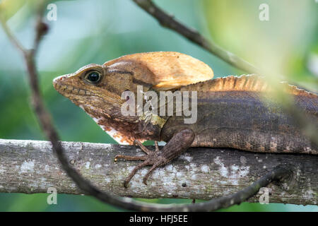 Basilisk Eidechse - grüne Cay Sumpfgebiete, Boynton Beach, Florida, USA Stockfoto