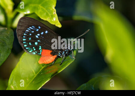 Atala Schmetterling (Eumaios Atala) - Green Cay Sumpfgebiete, Boynton Beach, Florida, USA Stockfoto